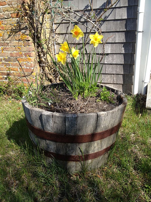 Nantucket Daffodils in Flowerpot